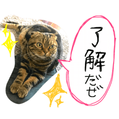 [LINEスタンプ] スコティッシュフォールド 小鉄2