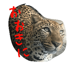 [LINEスタンプ] 関西弁を話す動物達