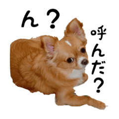 [LINEスタンプ] チワワのごんちゃん日常スタンプ