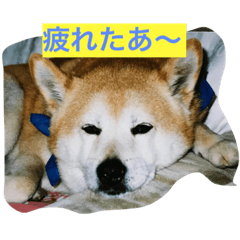[LINEスタンプ] ギン兄ちゃんの独り言