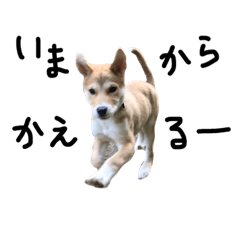 [LINEスタンプ] 柴犬さんちゃん2