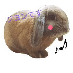 [LINEスタンプ] ジヨンです￣(=∵=)￣