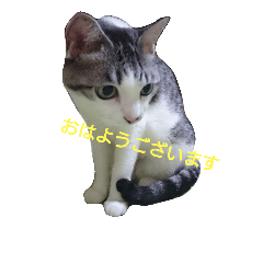 [LINEスタンプ] 私 の猫