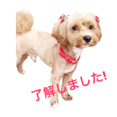 [LINEスタンプ] マルプーと一緒。