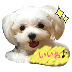 [LINEスタンプ] しらたんの日常☆