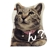 [LINEスタンプ] 猫助