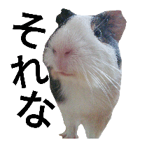 [LINEスタンプ] Guinea Pig [Chota]