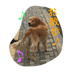 [LINEスタンプ] ゴールデンレトリバーしゅんくん4