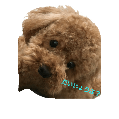 [LINEスタンプ] トイプーのシェー君