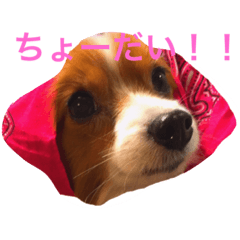 [LINEスタンプ] お菓子大好き犬