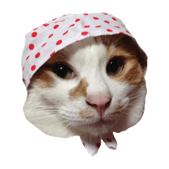 [LINEスタンプ] てぃんくるネコ