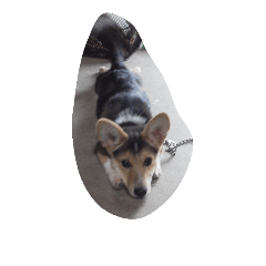 [LINEスタンプ] かわいい 大吉