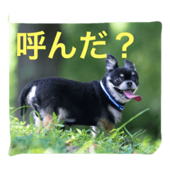 [LINEスタンプ] ちわわのほくとくんですこんちわわ