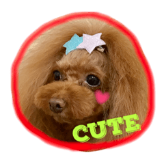 [LINEスタンプ] トイプードル❤️Jerry