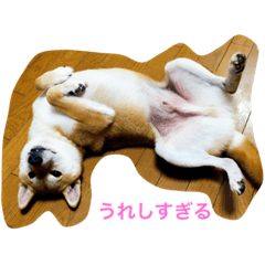 [LINEスタンプ] Shiba dog, Kyonkichi