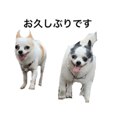 [LINEスタンプ] my king of dog