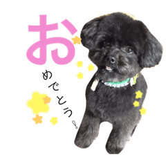 [LINEスタンプ] わんこスタンプときどきねこ