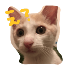 [LINEスタンプ] 我が家のにゃんこたち♡