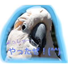 [LINEスタンプ] 鳥祭り