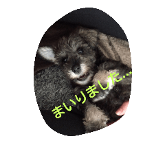 [LINEスタンプ] pet is think