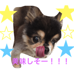 [LINEスタンプ] 愛犬チワワ'Sのスタンプです。