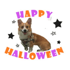 [LINEスタンプ] コーギーひななせ