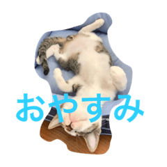[LINEスタンプ] 我が家の5ニャンの可愛いスタンプです。