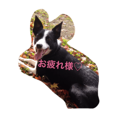 [LINEスタンプ] 山美の犬達