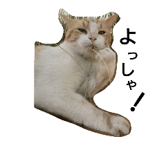[LINEスタンプ] onyanco