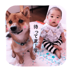 [LINEスタンプ] 豆柴ポンちゃん ＆ 赤ちゃんつっくん
