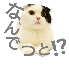 [LINEスタンプ] にゃんこ～ず(其の二)
