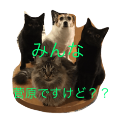 [LINEスタンプ] 菅原家の動物達