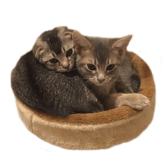 [LINEスタンプ] 仲良しきょうだい猫 2