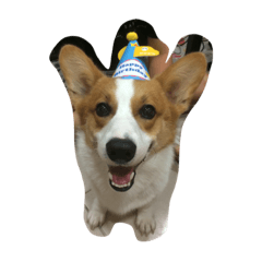 [LINEスタンプ] Corgi-Mike