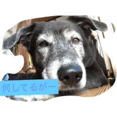 [LINEスタンプ] 黒犬ウィザード
