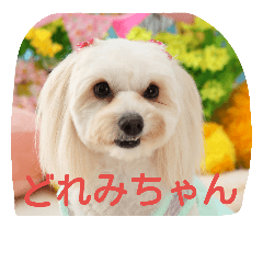 [LINEスタンプ] dapoo  Doremi