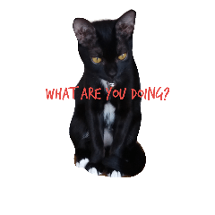 [LINEスタンプ] My love cat, Srisuk