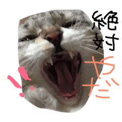 [LINEスタンプ] ティナエマ猫ちゃん