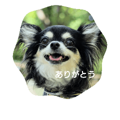 [LINEスタンプ] 甘えん坊チワワのくう【 挨拶編 】