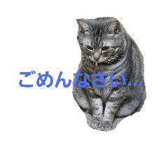 [LINEスタンプ] ショーちゃんの日常