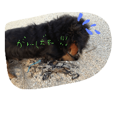 [LINEスタンプ] 種子島在住のハリーです♂
