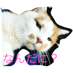 [LINEスタンプ] びびちゃんと平次君