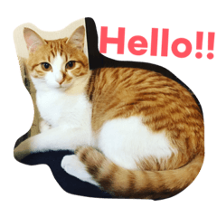 [LINEスタンプ] のら猫三兄弟