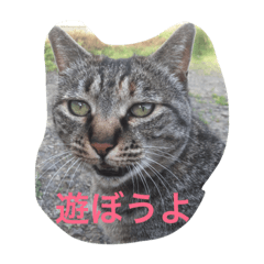 [LINEスタンプ] アクアスタンプ