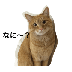 [LINEスタンプ] tora no tubuyaki