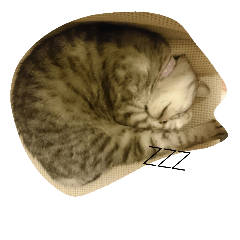 [LINEスタンプ] Sola-neko