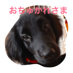 [LINEスタンプ] フラットコーテッド銀たん