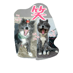 [LINEスタンプ] 秋田犬 カッツと茶羽