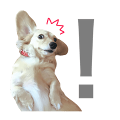 [LINEスタンプ] mei-ken dachshund