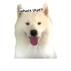 [LINEスタンプ] Lazy Samoyed (BJ)